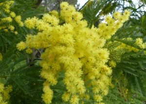 Auguri Festa della Donna: come essere originali oggi