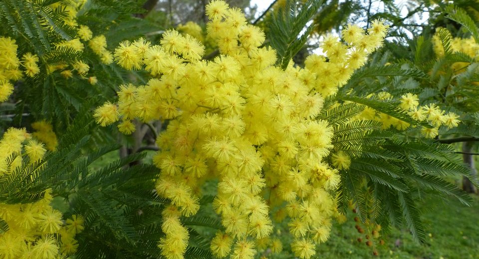 Auguri Festa della Donna: come essere originali oggi