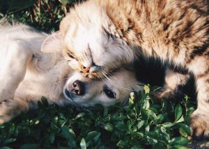 Comportamento felino: ecco come micio manifesta affetto