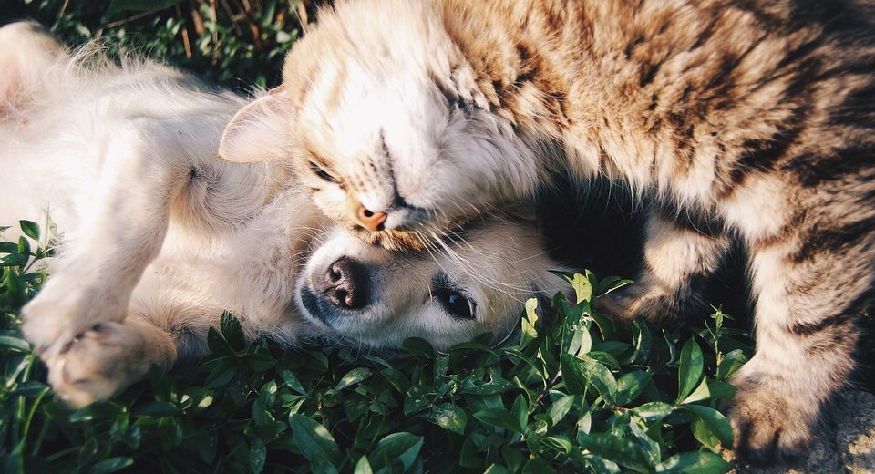 Comportamento felino: ecco come micio manifesta affetto