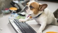 Come farsi amare dal proprio cane