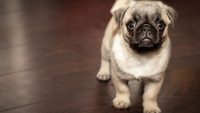 Quanti cani soffrono di ansia?