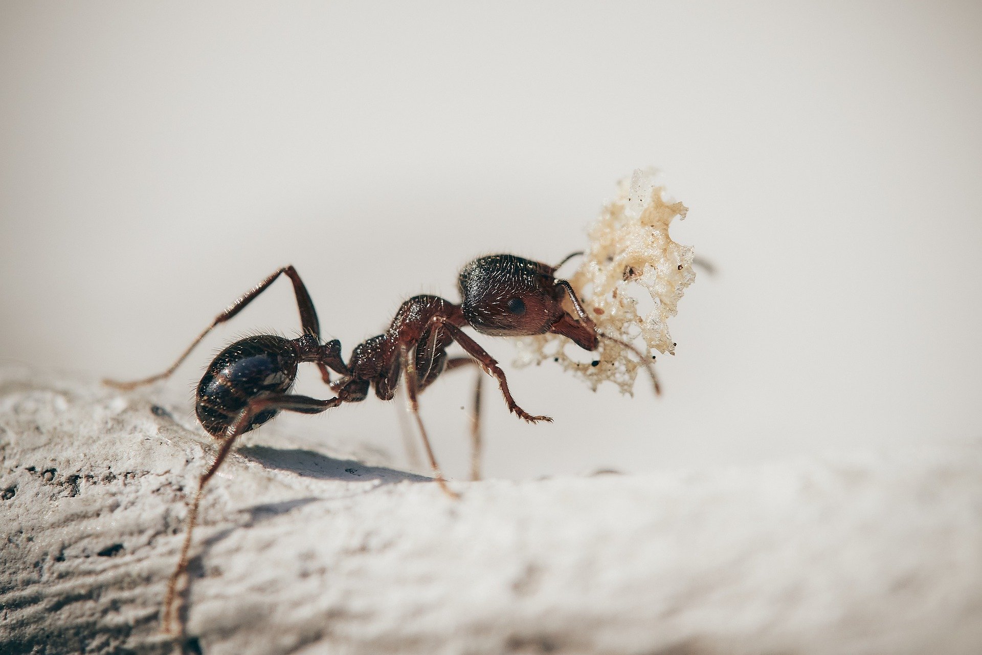 Infestazione di formiche: quali sono i segnali e i rimedi?