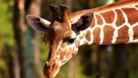 Perché le giraffe hanno il collo lungo?