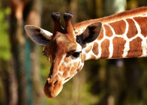 Perché le giraffe hanno il collo lungo?