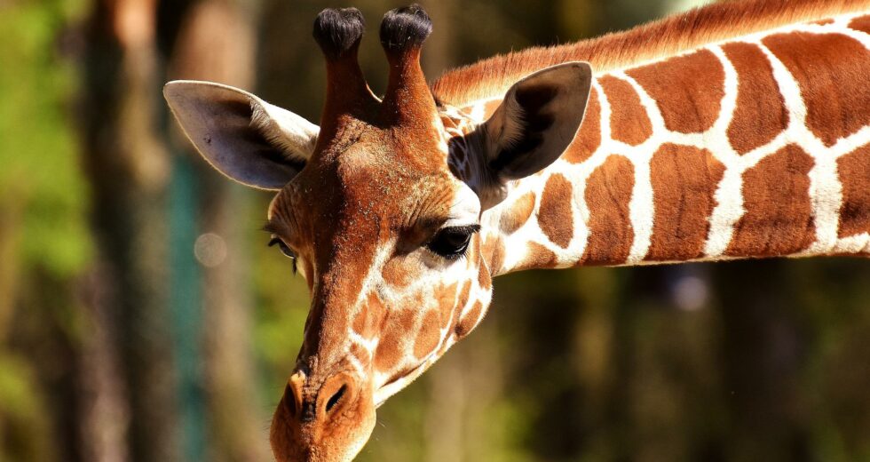 Perché le giraffe hanno il collo lungo?