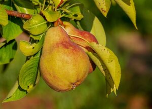 Quali sono i benefici delle pere?