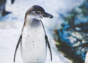 Come il pinguino nuota e vede