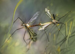 Come allontanare le zanzare in modo naturale