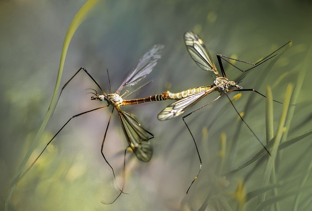 Come allontanare le zanzare in modo naturale