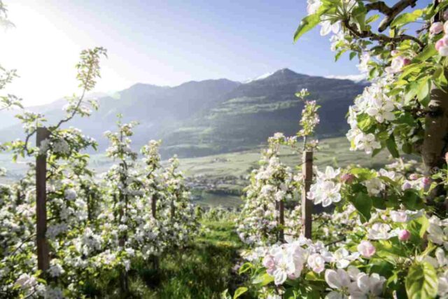 La forza di questo angolo di Trentino sta nella sua capacità di coinvolgere chi arriva. Non si visita soltanto